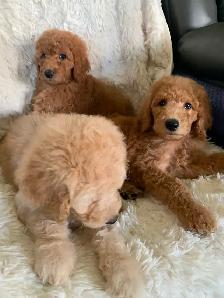 Beautiful smart standards poodle puppies - Photo 2