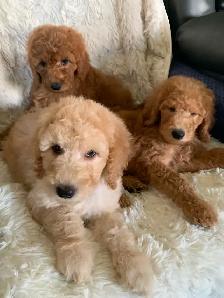 Beautiful smart standards poodle puppies - Photo 3