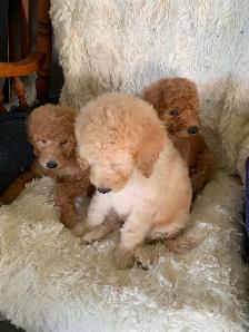 Beautiful smart standards poodle puppies - Photo 4