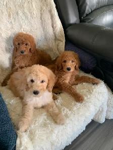 Beautiful smart standards poodle puppies - Photo 5