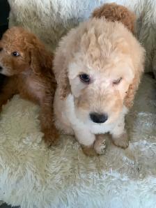 Beautiful smart standards poodle puppies - Photo 6