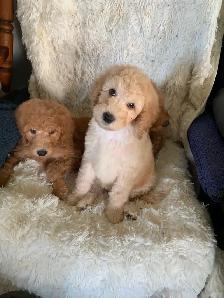 Beautiful smart standards poodle puppies - Photo 7