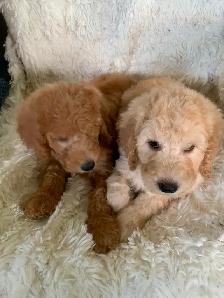Beautiful smart standards poodle puppies - Photo 8