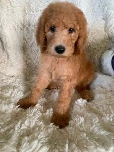 Beautiful smart standards poodle puppies - Photo 9