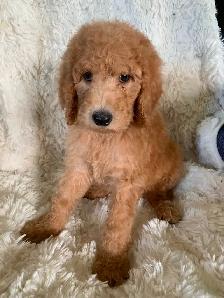 Beautiful smart standards poodle puppies - Photo 10