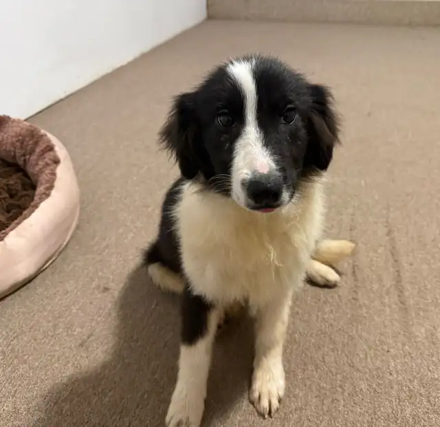 Border collie/ Australian shepherd puppy looking for a forev