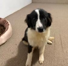 Border collie/ Australian shepherd puppy looking for a forev