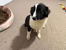 Border collie/ Australian shepherd puppy looking for a forev - Photo 2