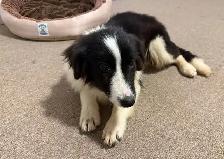 Border collie/ Australian shepherd puppy looking for a forev - Photo 3