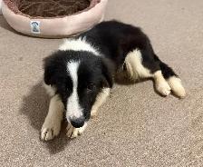 Border collie/ Australian shepherd puppy looking for a forev - Photo 4