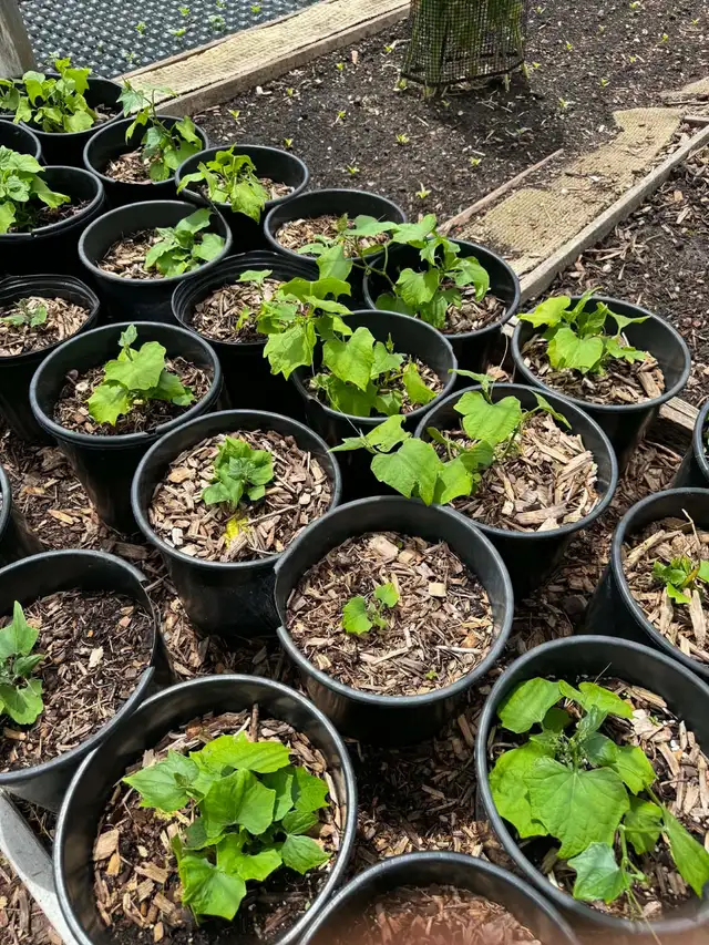Chayote Vegetable Plants Fruit Bearing Seedlings