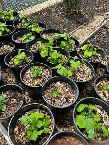 Chayote Vegetable Plants Fruit Bearing Seedlings