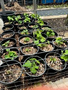 Chayote Vegetable Plants Fruit Bearing Seedlings - Photo 2