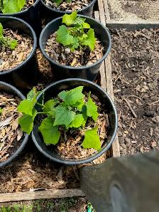 Chayote Vegetable Plants Fruit Bearing Seedlings - Photo 3