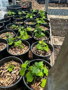 Chayote Vegetable Plants Fruit Bearing Seedlings - Photo 4