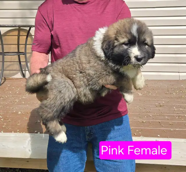 Caucasian Shepherd Pups Delivery Available
