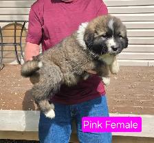 Caucasian Shepherd Pups Delivery Available