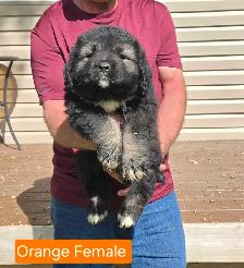 Caucasian Shepherd Pups Delivery Available - Photo 2