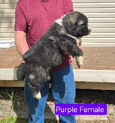 Caucasian Shepherd Pups Delivery Available - Photo 3