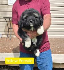 Caucasian Shepherd Pups Delivery Available - Photo 4