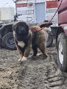 Caucasian Shepherd Pups Delivery Available - Photo 5