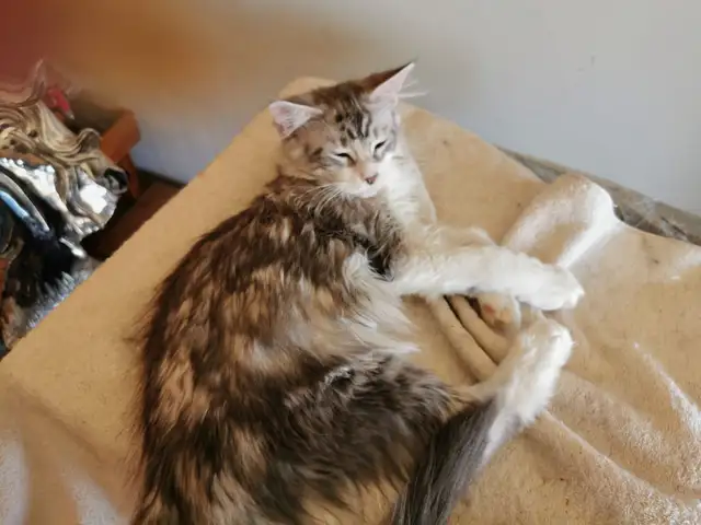 Male Purebred Tortoise MAINE COON - $100