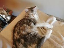 Male Purebred Tortoise MAINE COON - $100