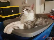Male Purebred Tortoise MAINE COON - $100 - Photo 2