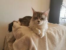 Male Purebred Tortoise MAINE COON - $100 - Photo 3