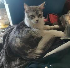 Male Purebred Tortoise MAINE COON - $100 - Photo 4