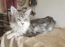 Male Purebred Tortoise MAINE COON - $100 - Photo 5