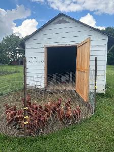 Fresh Pasture Raised Eggs - Photo 2