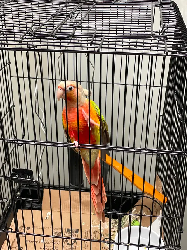 Green-Cheek Conure