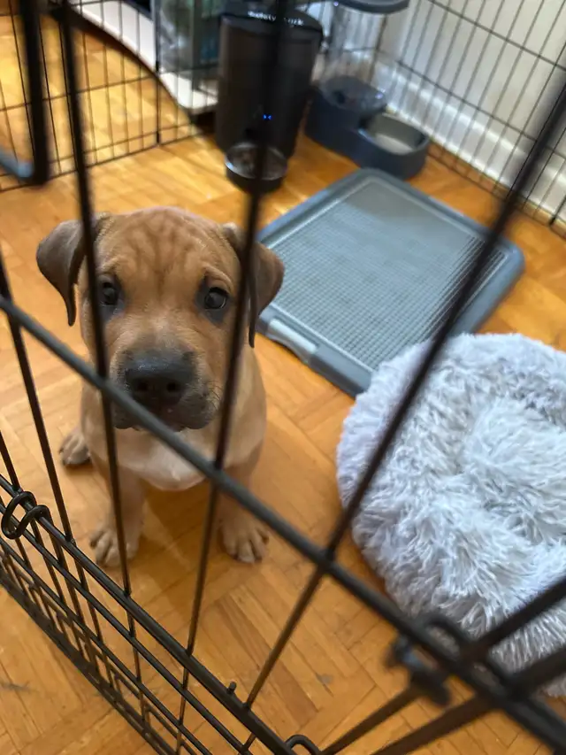 Puppy for sale