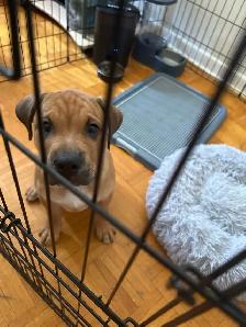 Puppy for sale
