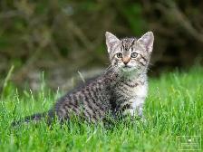 2 Cute Kittens for Sale! Ready to Go! - Photo 2