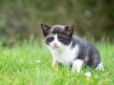 2 Cute Kittens for Sale! Ready to Go! - Photo 9