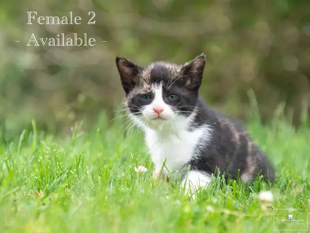 2 Adorable Kittens for Sale! Ready to Go!