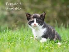 2 Adorable Kittens for Sale! Ready to Go!