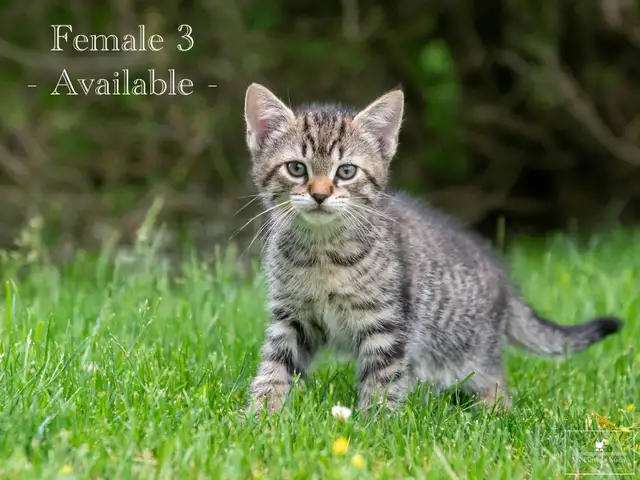 2 Beautiful Kittens for Sale! Ready to Go!