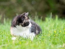 2 Beautiful Kittens for Sale! Ready to Go! - Photo 9