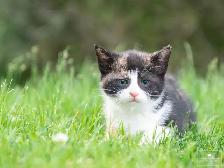 2 Beautiful Kittens for Sale! Ready to Go! - Photo 10