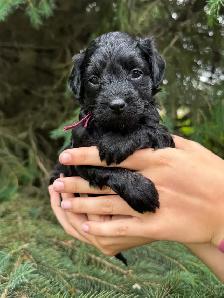 Havapoo Puppies
