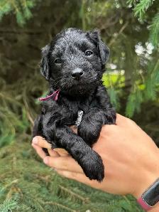 Havapoo Puppies - Photo 2