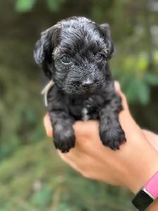 Havapoo Puppies - Photo 3