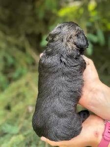 Havapoo Puppies - Photo 4