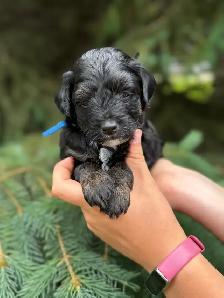 Havapoo Puppies - Photo 5