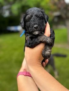 Havapoo Puppies - Photo 6