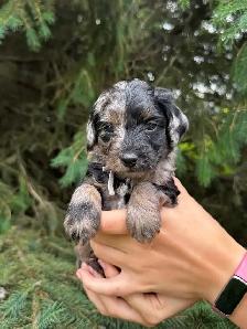 Havapoo Puppies - Photo 7