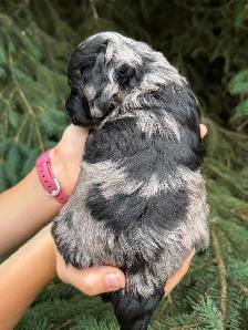 Havapoo Puppies - Photo 8